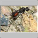 Priocnemis melanosoma - Wegwespe w01b 8mm OS-Wallenhorst-Tongrube-Lehmwiese-det.jpg